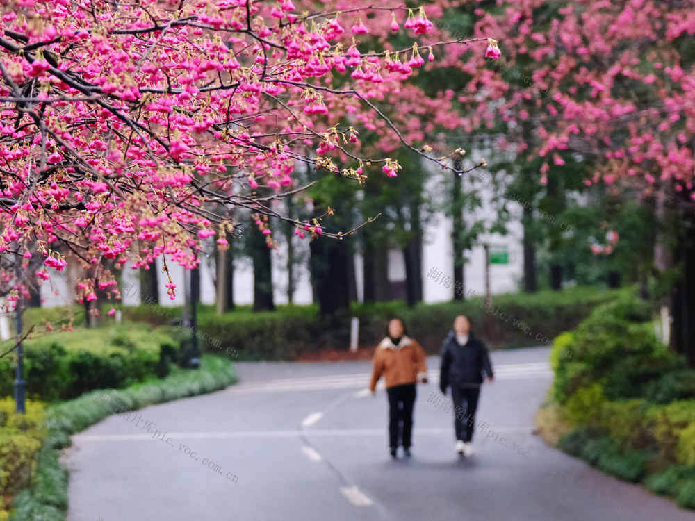 樱花开，湖南省植物园