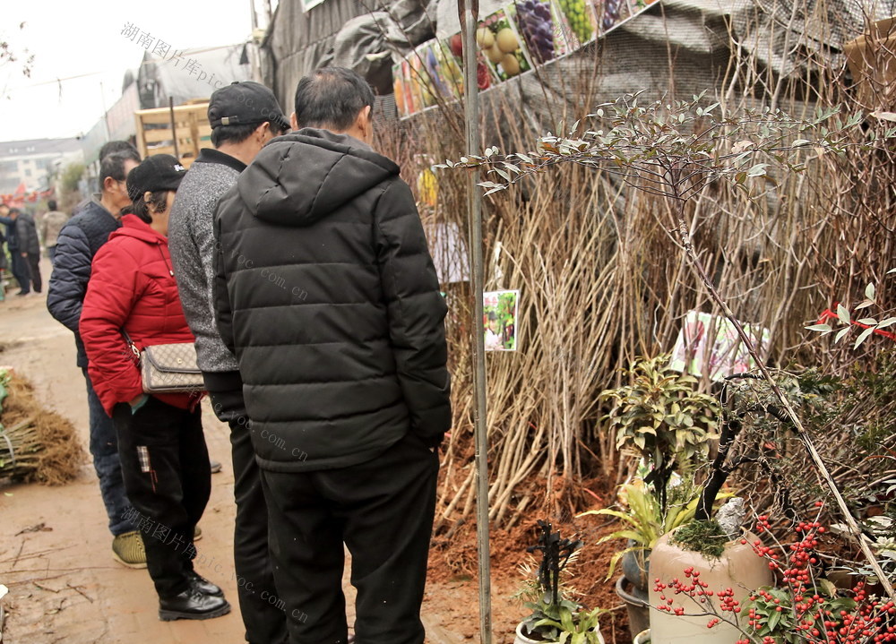 苗木囗花卉囗交易囗兴旺