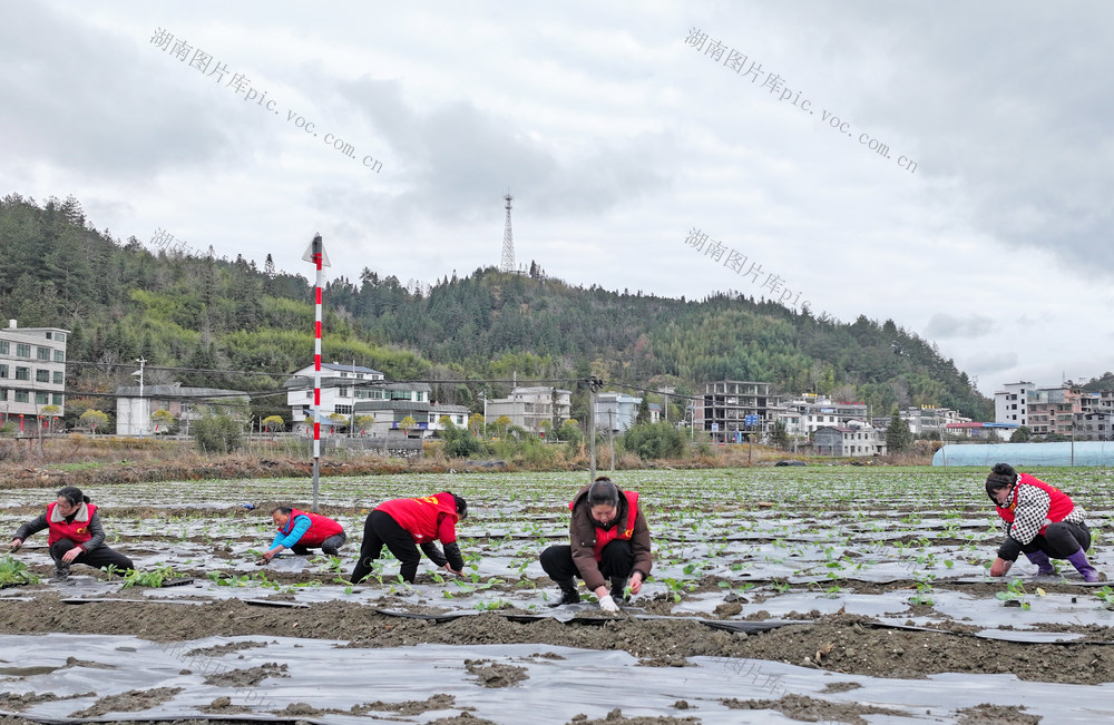 湖南桂东 种 蔬菜 人勤春早