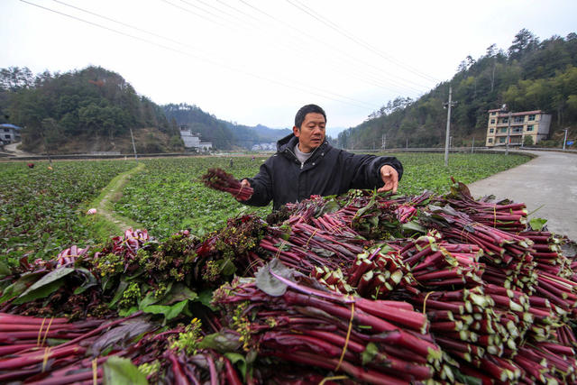 湖南，龙山，春天，田间，劳作，点睛，风景，红菜台
