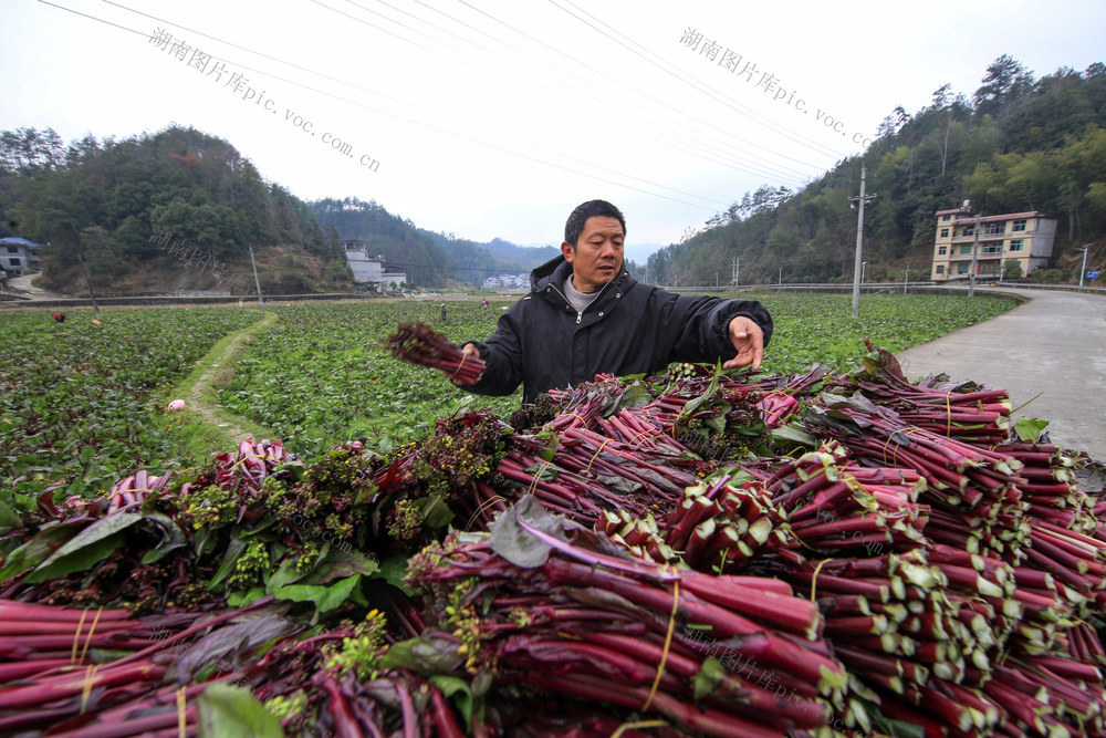 湖南，龙山，春天，田间，劳作，点睛，风景，红菜台