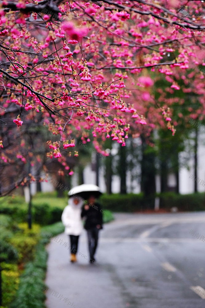 早樱盛开，湖南省植物园