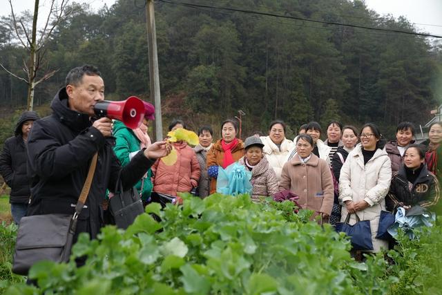农业、春耕、油菜、保产、农技