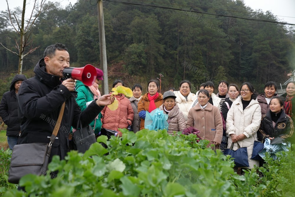 农业、春耕、油菜、保产、农技