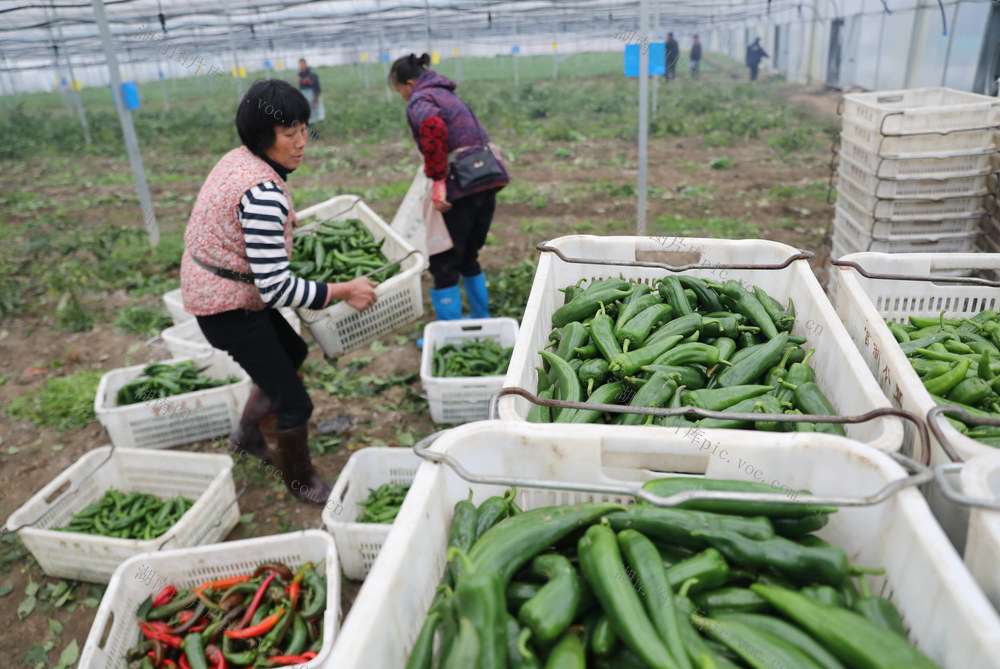 蔬菜 采收 大湾区