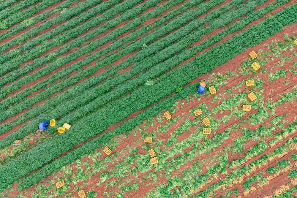 农业 蔬菜 胡萝卜 规模化种植 春日农忙