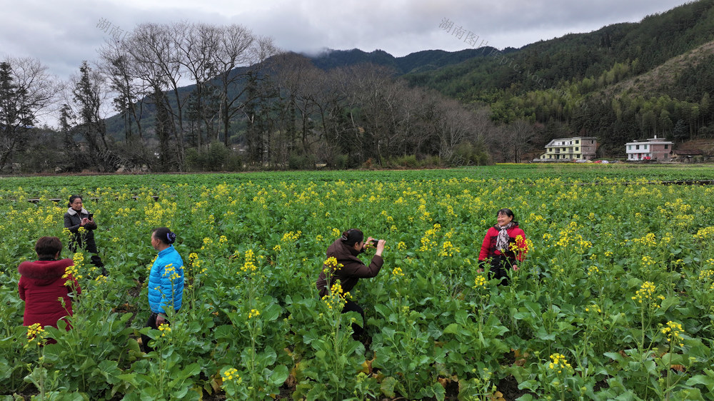 湖南桂东 油菜花 金  游客