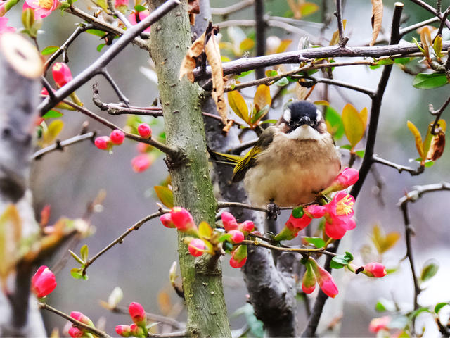海棠绽放，烈士公园