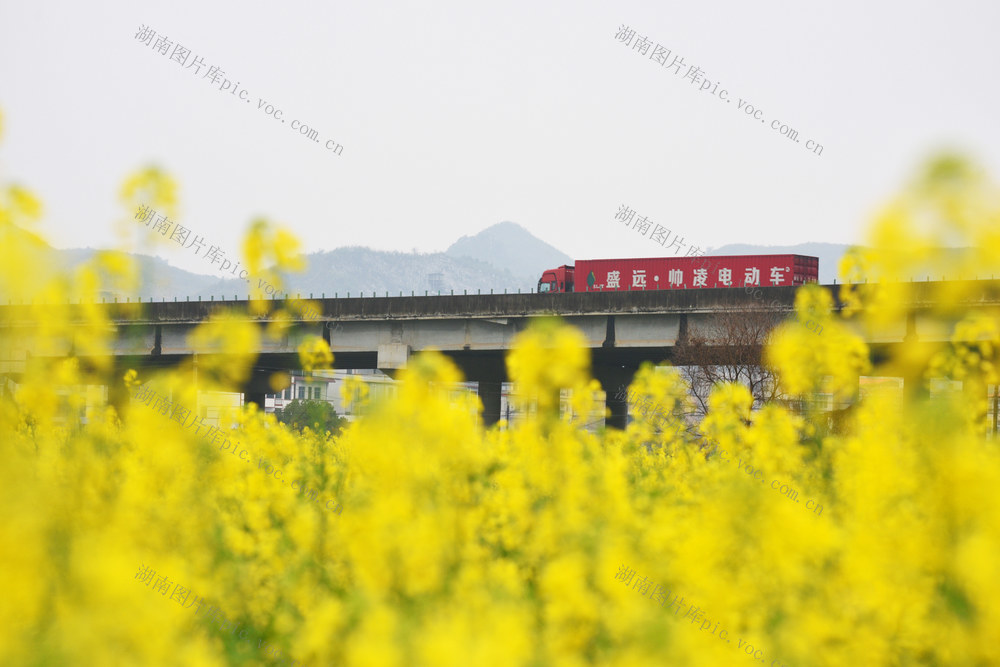 嘉禾：油菜花开  扮靓公路