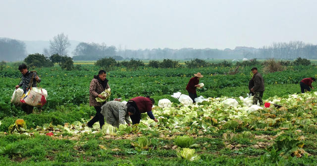 采摘白菜忙