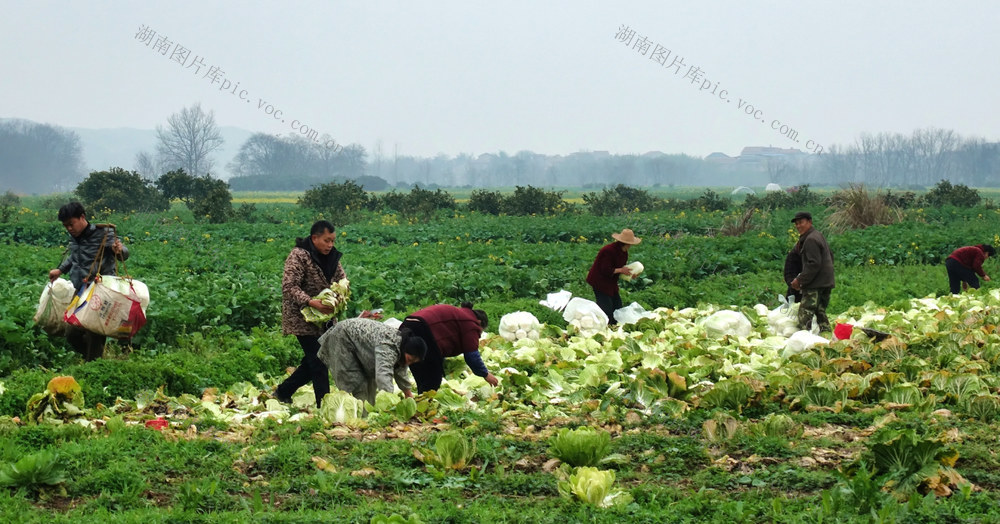 采摘白菜忙