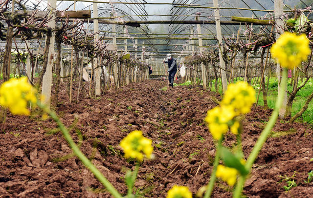 春耕 葡萄园 果农 施肥 松土 春管