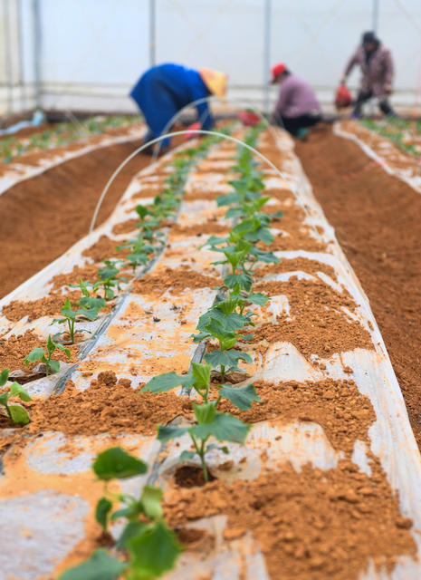 春管
道县
农事