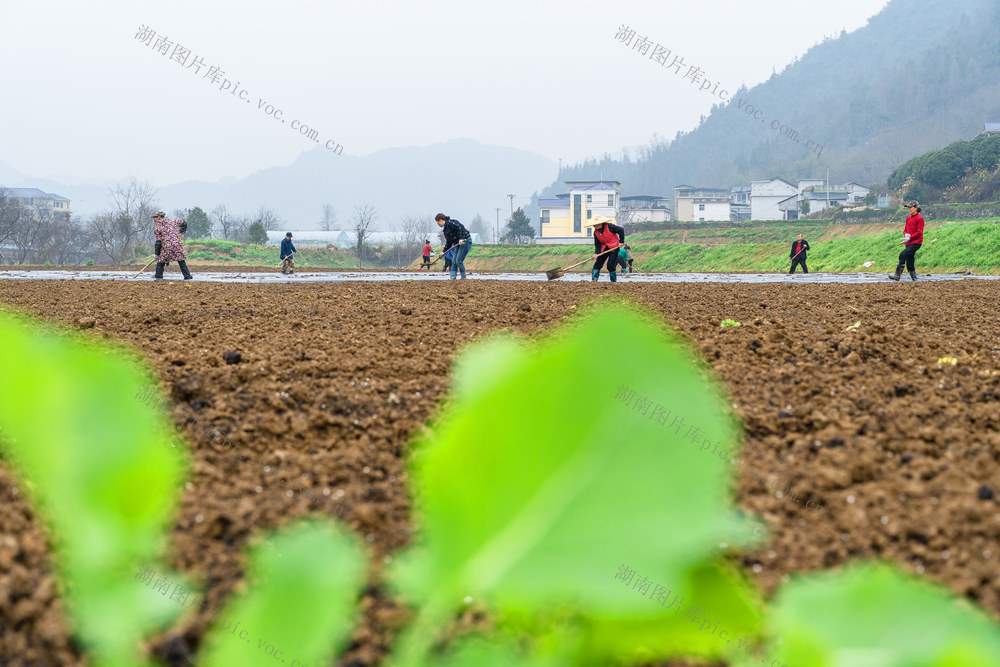 整合土地资源  “农业公司+村集体经济+生产农户”等模式   推进土地增效、农民增收和村集体经济发展