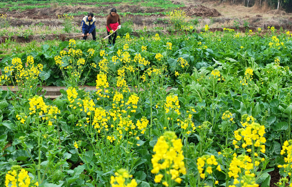 春  农事 农时 农民 
