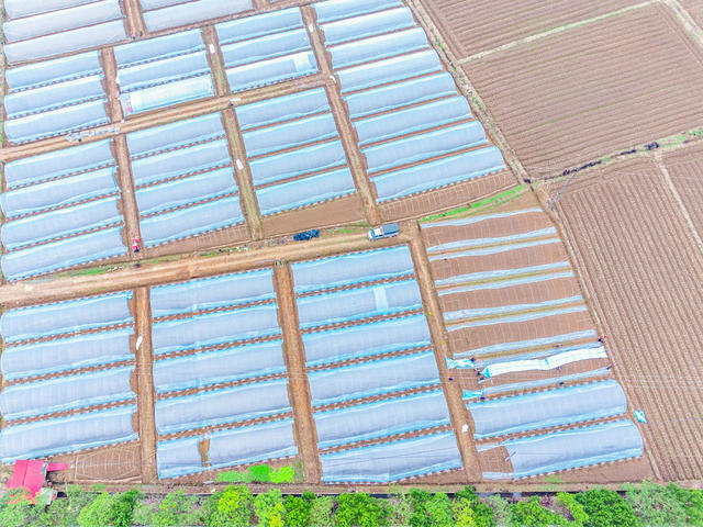 农业生产  春种  三增