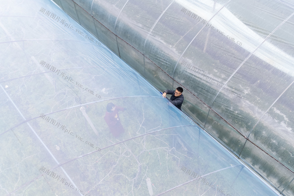 葡萄园 覆膜 春耕 农时