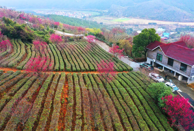 临武：樱花盛开茶园美	