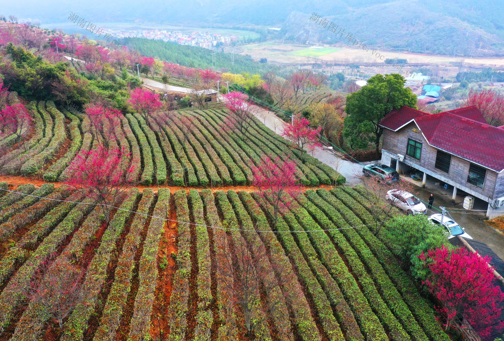 临武：樱花盛开茶园美	