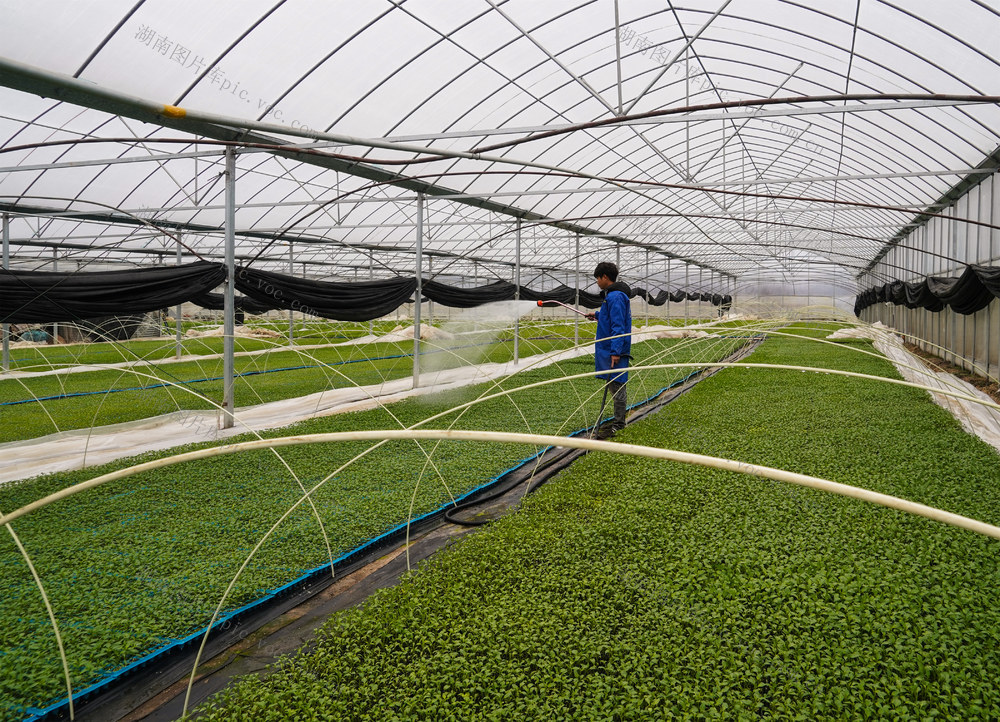 秧苗  种苗  大棚  瓜苗  蔬菜  春耕  初春