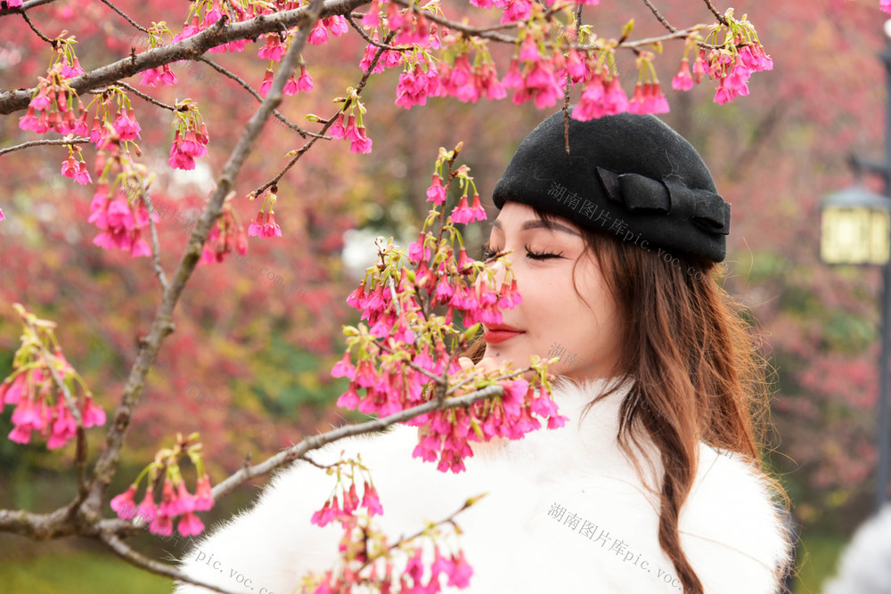 春意  樱花  公园  游客