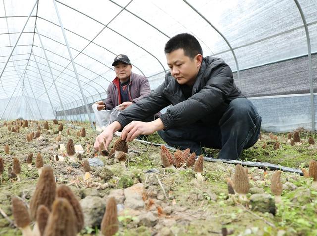 羊肚菌产业助农增收