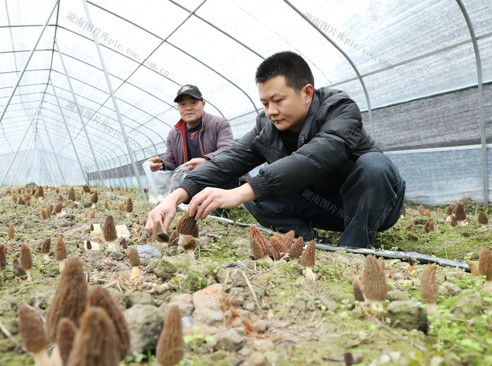 羊肚菌产业助农增收
