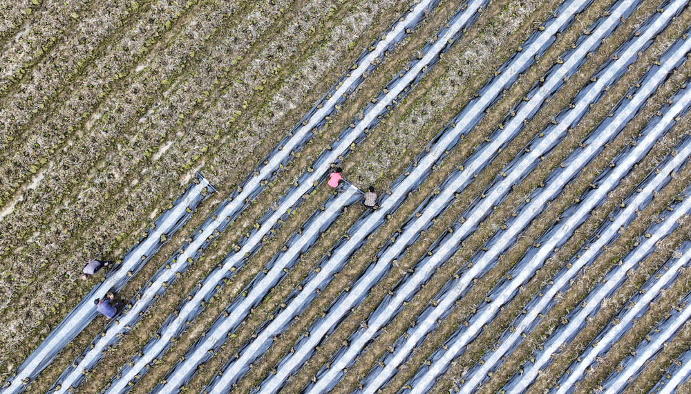 春耕  春管  农事  履地膜  施肥  杀虫