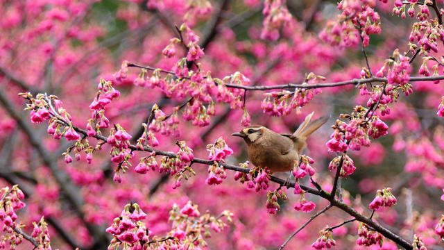 湖南省植物园，樱花，鸟语花香