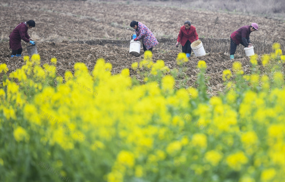 春回大地
农事忙
春耕
道县