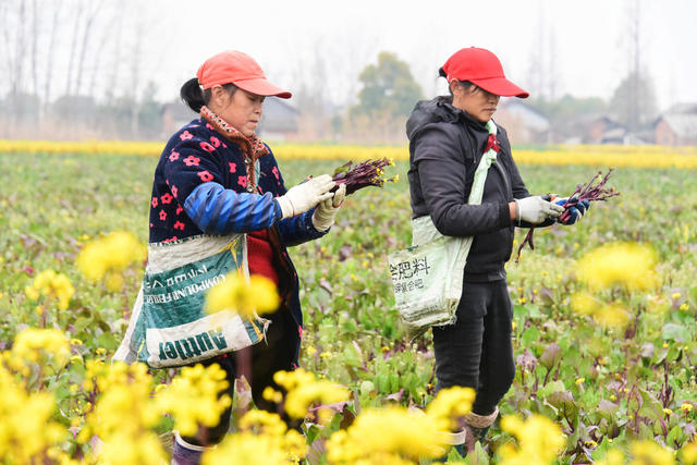 农业  蔬菜种植  红菜苔  规模化  粤港澳