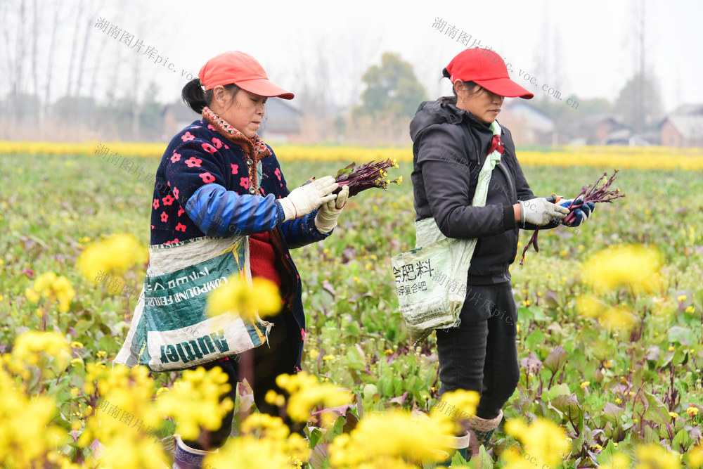 农业  蔬菜种植  红菜苔  规模化  粤港澳
