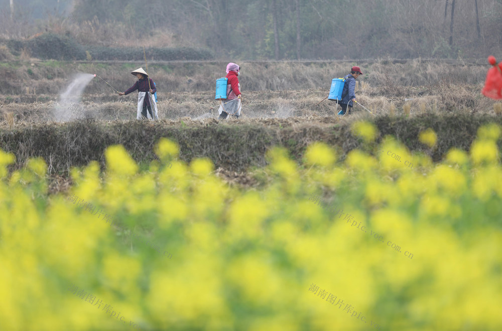 早春 农忙