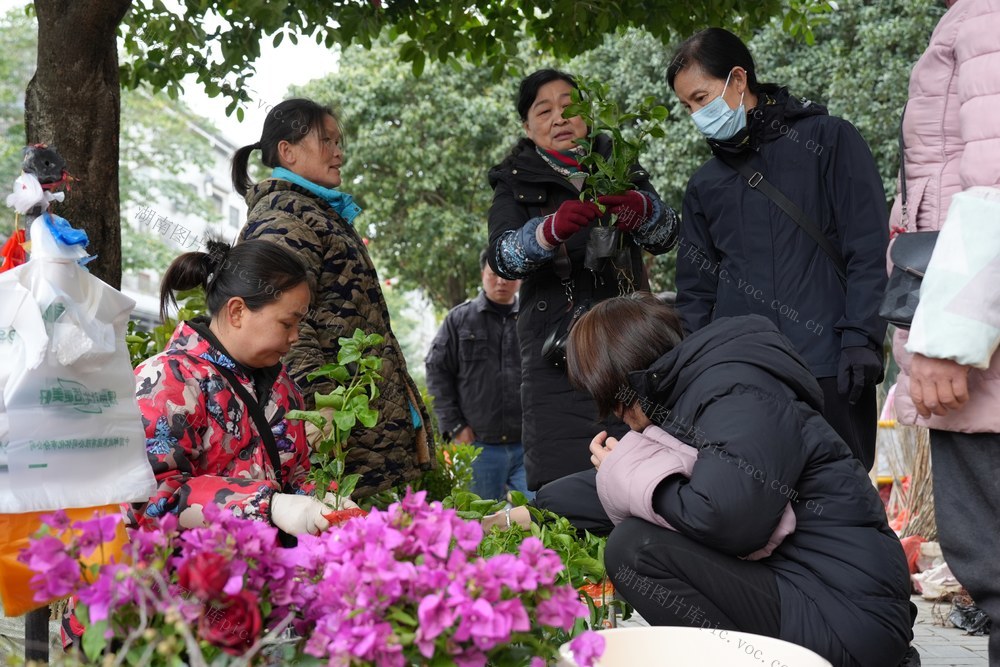 树苗、苗木、集市、交易、市场