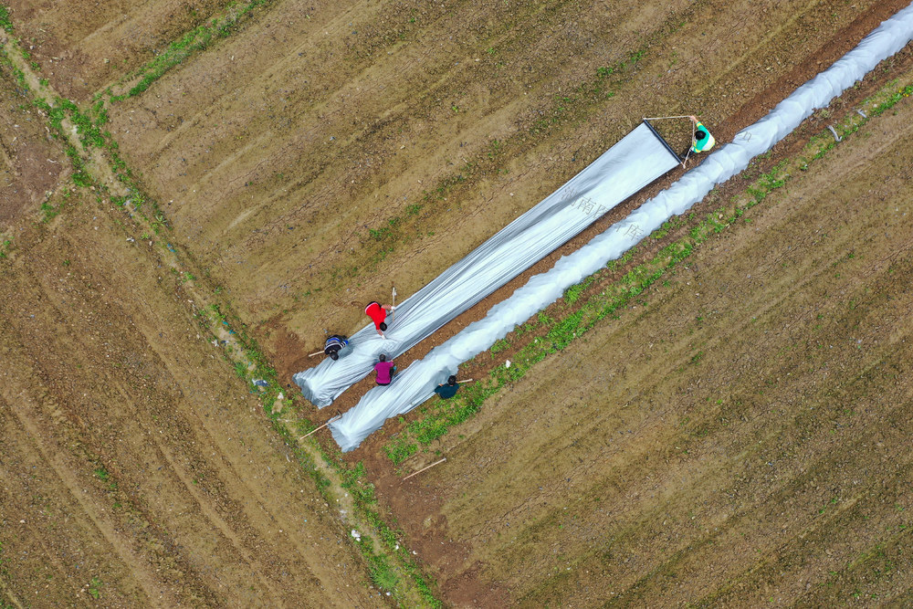 湖南新田：初春盖地膜 预防“倒春寒”