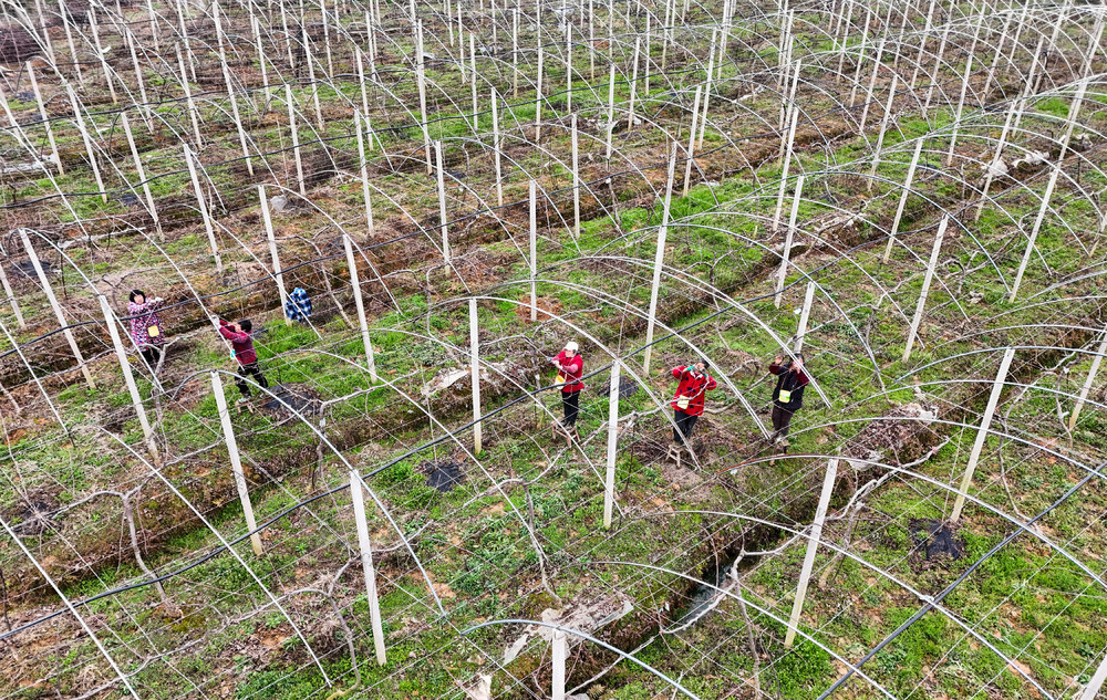 果园  春管  管护  春耕  水果  农业