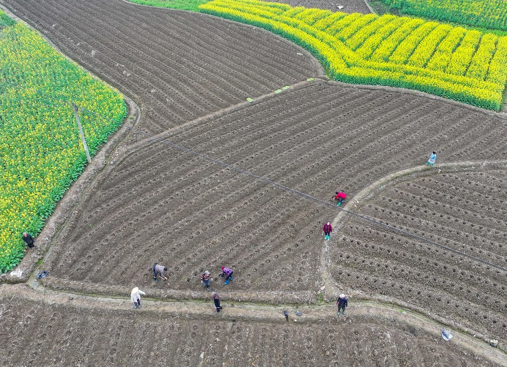 春耕
新苗
道县