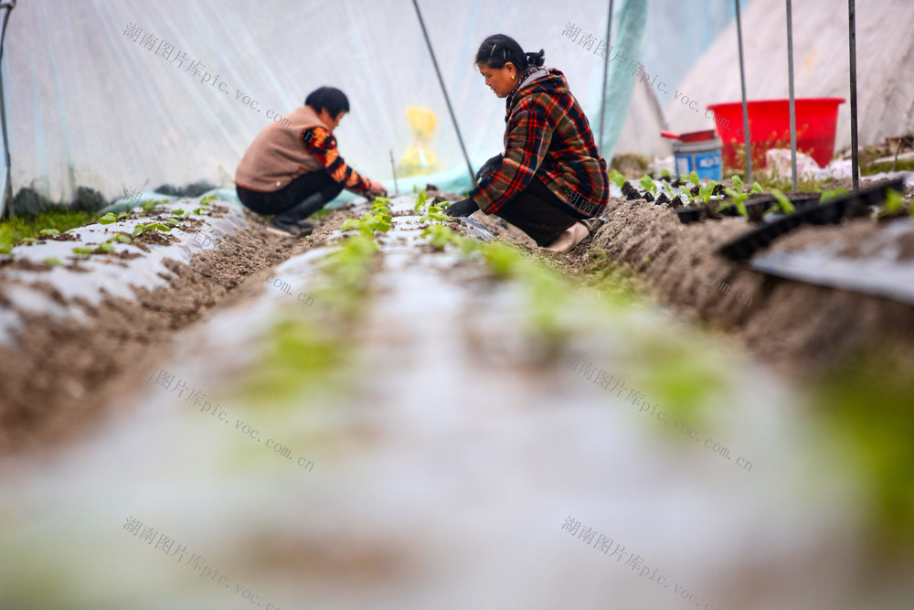 湖南，龙山，人勤，春早，栽种，蔬菜，农时