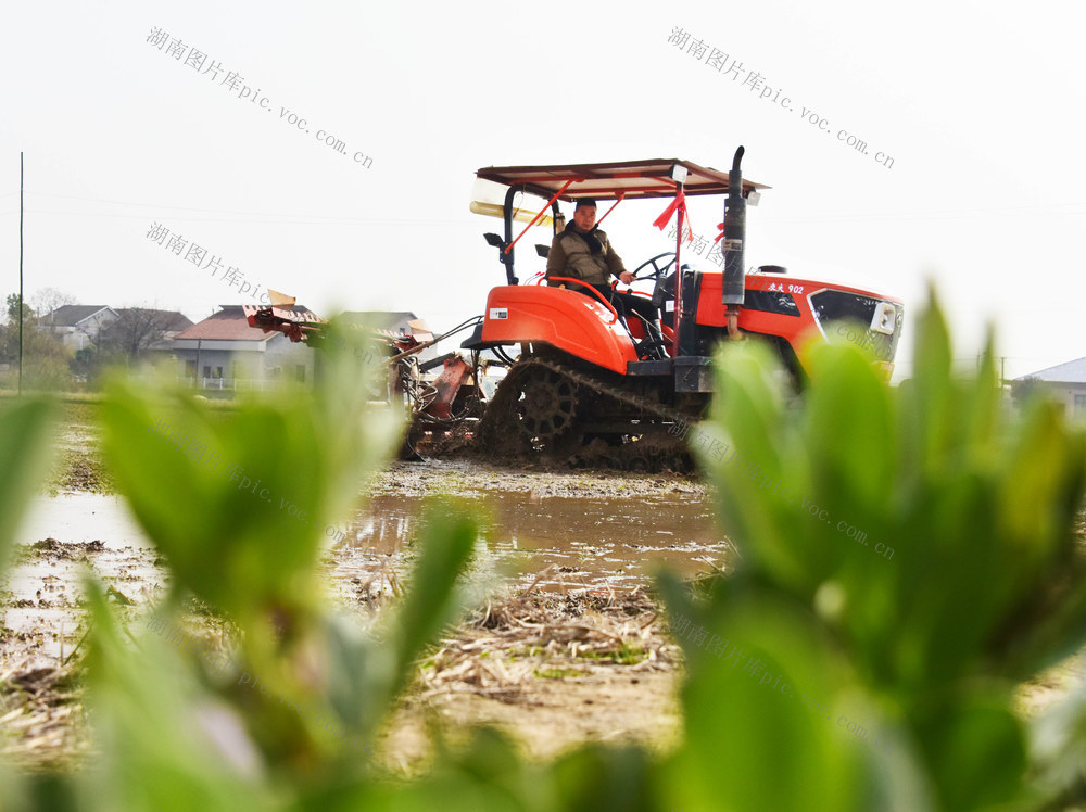 春耕生产  早稻育秧  秧田耕整  旋耕机