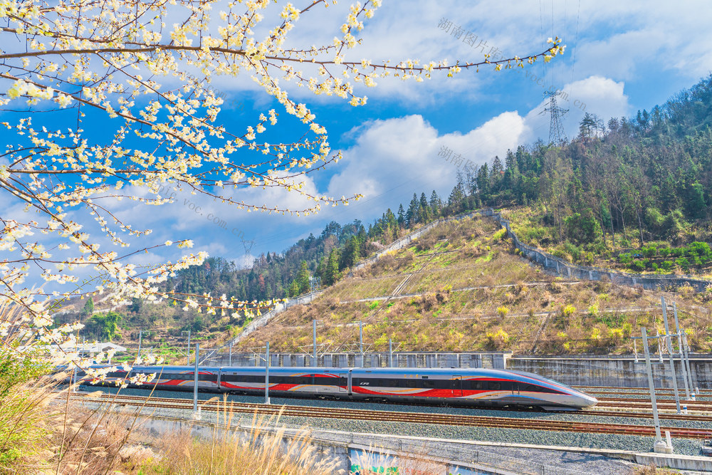 春花初绽   高铁穿梭  律动的画卷