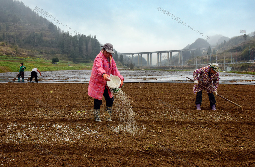 春耕 播种 农民