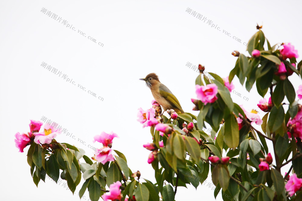 湖南，龙山，鸟语花香，春意盎然，鸟儿，花丛，飞舞