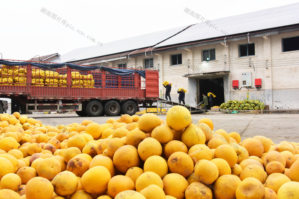 农产品  果农  柑橘  冬储  增收 