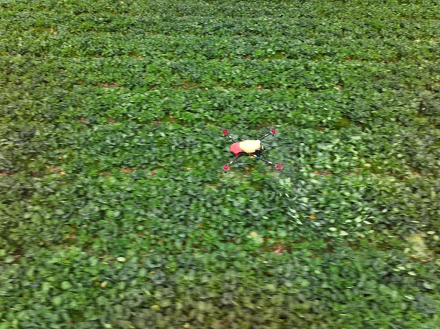  油菜种植  花蕾期  病虫防治  菌核净  硼肥