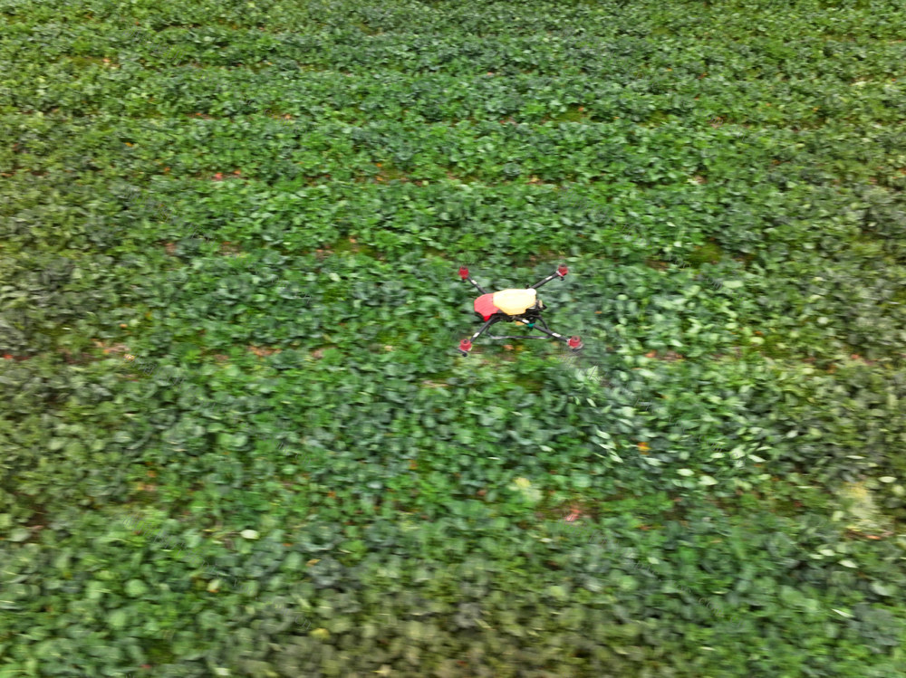  油菜种植  花蕾期  病虫防治  菌核净  硼肥