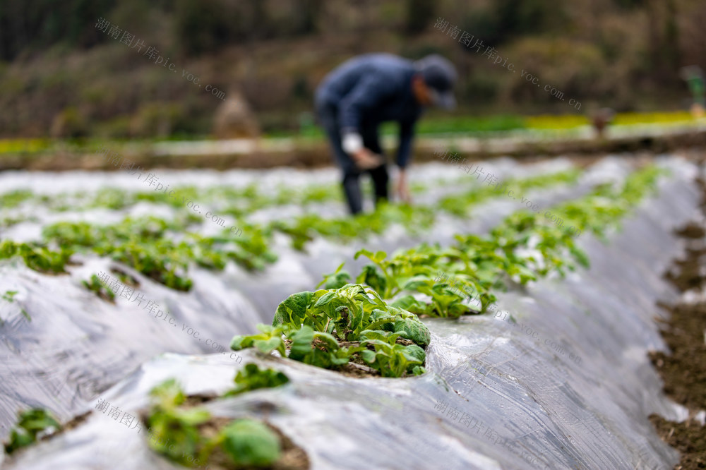 农业  农村  农民  乡村  劳动  田野  