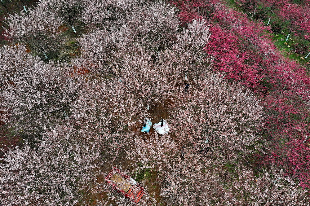 常宁  樱花  绽放  别样美