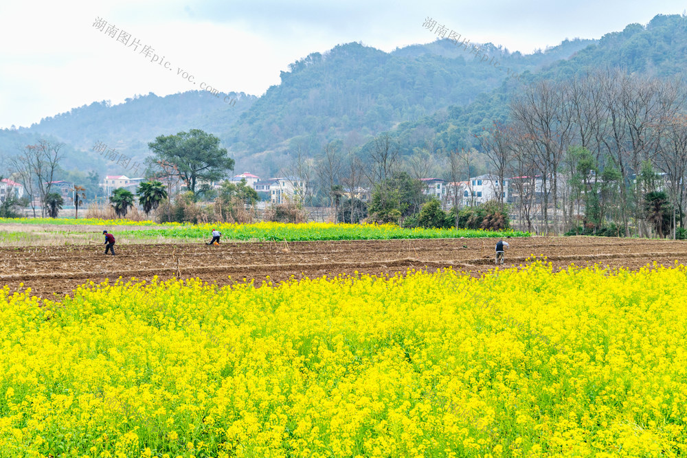 春耕生产  春耕  春种  春管