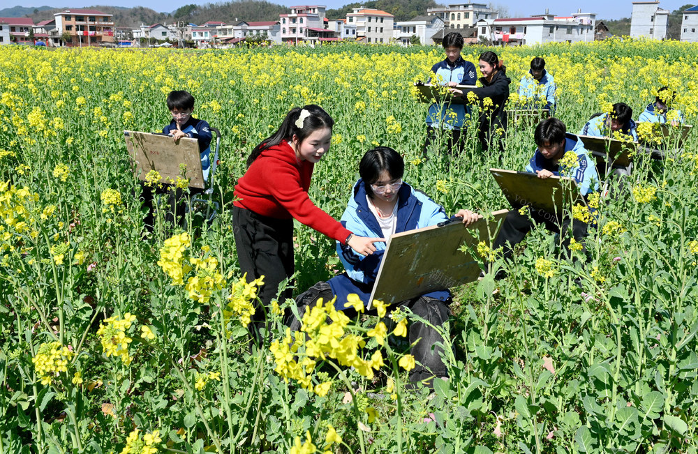 写生 美术 田间 油菜地 春天 大自然 学生 户外 社团 春光 教育 
 花