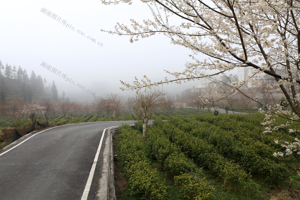 湖南，龙山，茶园，鲜花，云雾，茶叶树，春色，图画